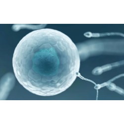 هفته دوم بارداری