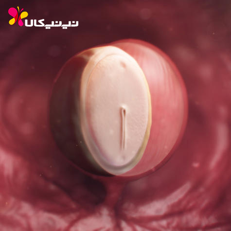 وضعیت جنین در هفته 4 بارداری