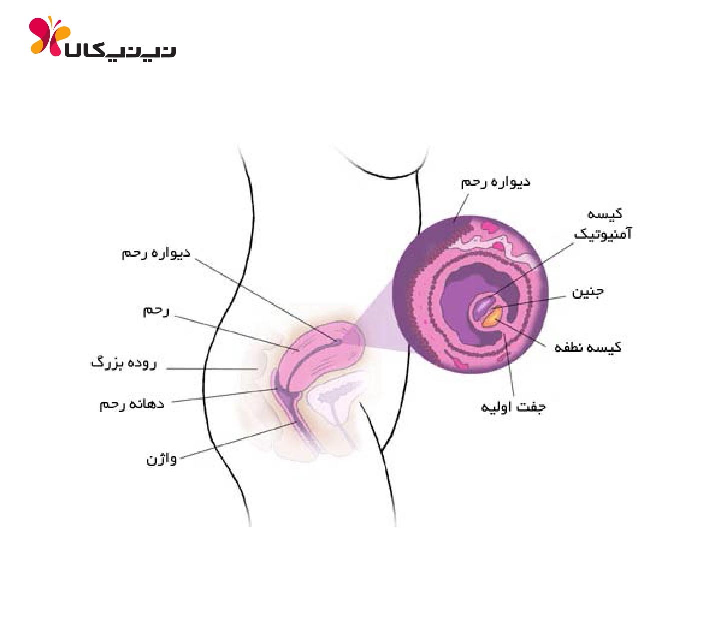 هفته چهارم بارداری